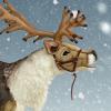 Nordic Reindeer